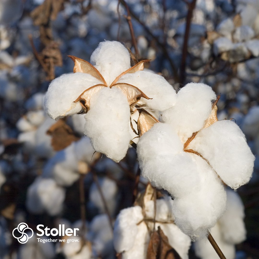 Bio-Forge® Advanced is an abiotic stress management tool that supports plant growth and protects the genetic potential for yield. To learn more about Bio-Forge® Advanced click here: hubs.la/Q025bk-c0