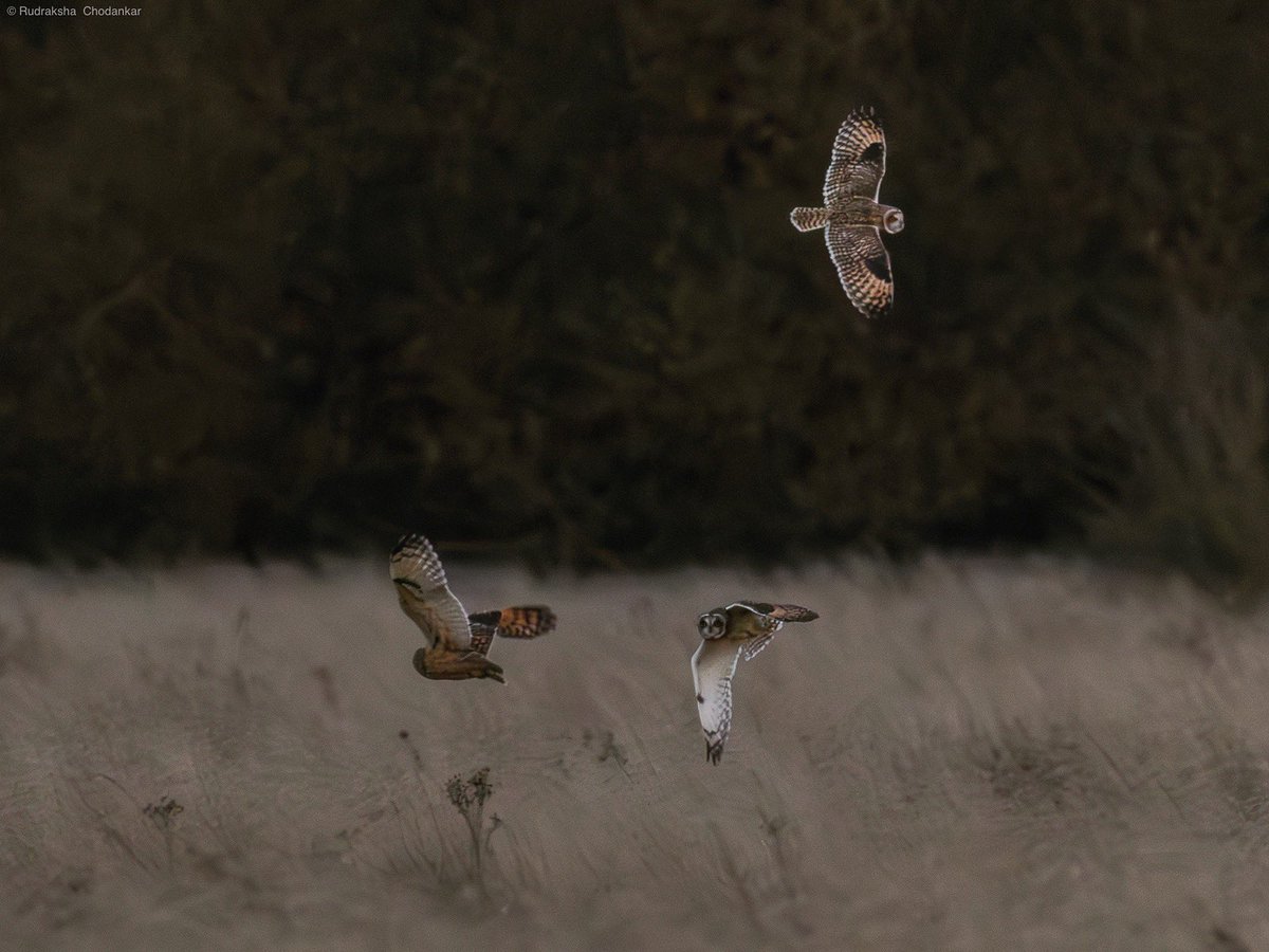 Three out of the seven Short-eared Owls flying around on Staines Moor post sunset on Wednesday. @SurreyBirdNews @SurreyWT #LowCarbonBirding @ThePhotoHour
