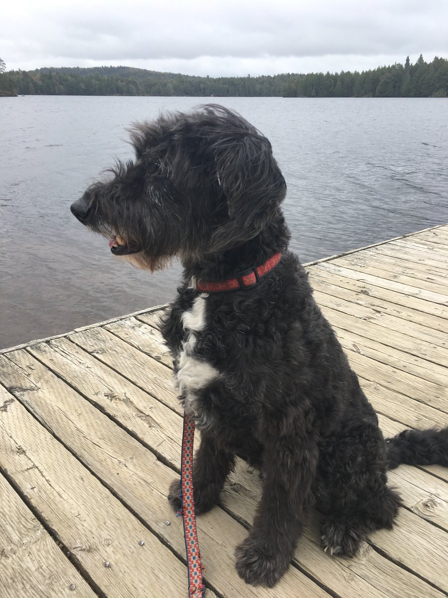 cfelstiner's tweet photo. @NiallHarbison Wishing I had been in a hammock with our boy Coal. I think he would have liked it https://t.co/IEcydNcm1J
