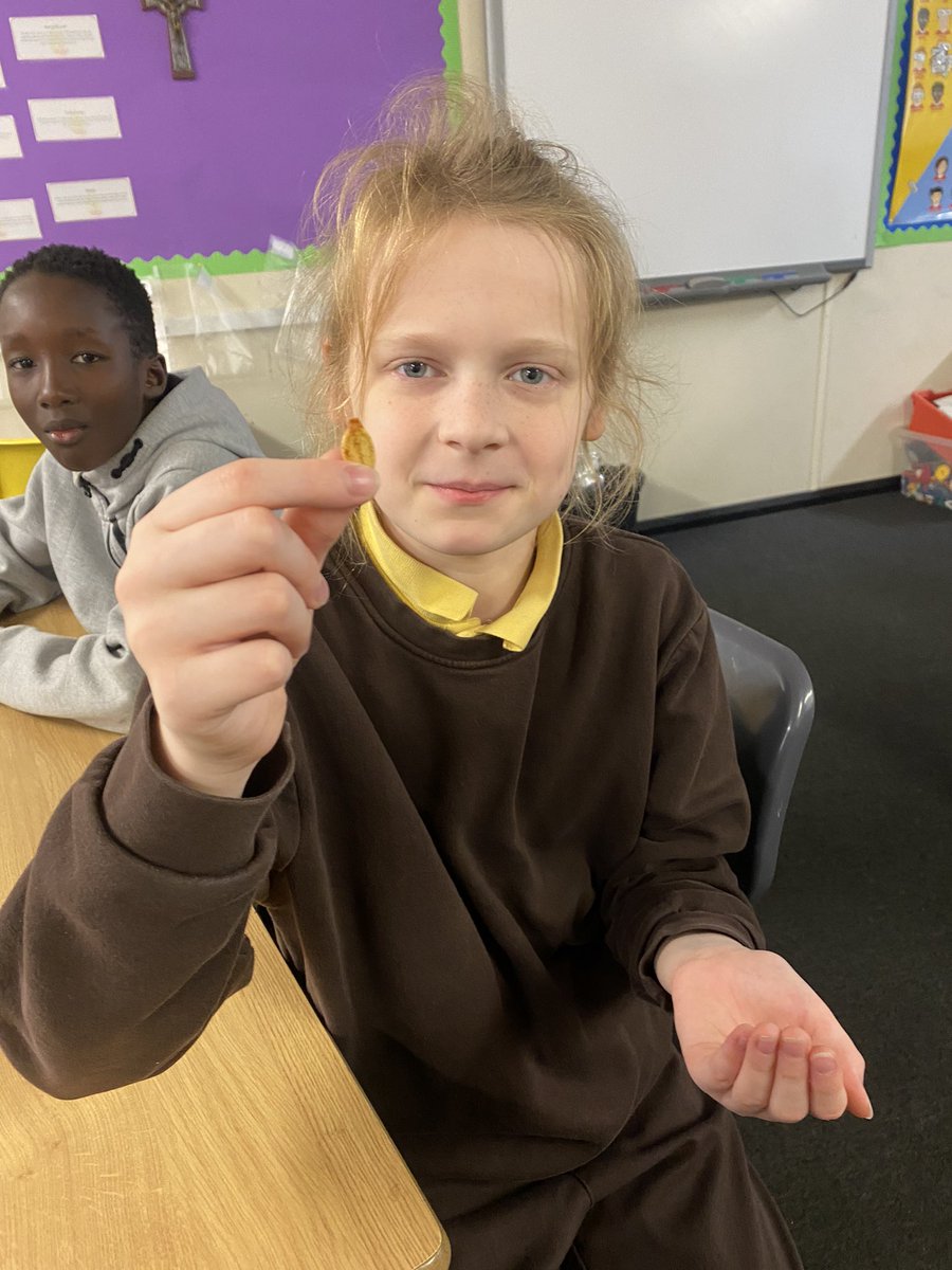 Instead of throwing away the seeds from our pumpkin carving, we collected them and our lovely SfLW, Mrs Cameron, took them home to toast. We loved trying them and decided they tasted like popcorn! 🎃🍿🌱<a href="/StFrancis_PS/">St Francis PS&NC</a> #LaudatoSi #LearningForSustainability