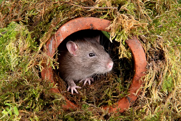 BioTay's tweet photo. 1/10 Las ratas controlan su imaginación como lo hacemos los humanos

Os lo describo en unos pocos tweets

Me han entrevistado acerca de este sorprendente estudio, y podéis leerlo aquí, en @LaVanguardia 
(blog) https://t.co/18Rnw1CGbi por @JoaquimElcacho vía @SergioEfe https://t.co/yYQtfJHTgs