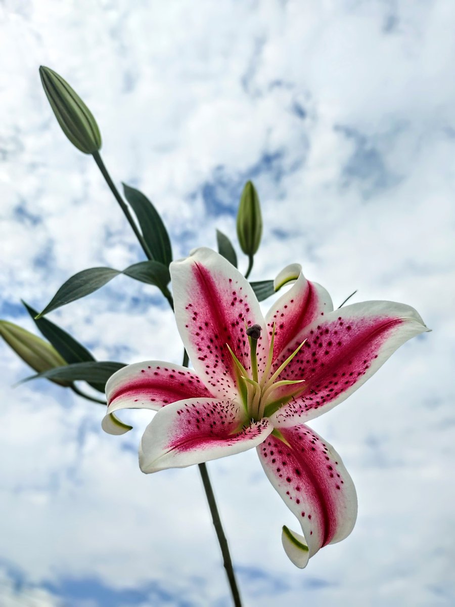 TheEmptyVaseHTX's tweet photo. Friendly reminder, lilies are pretty, but they are toxic to cats

#Flowers #flowerphotography #flowershop #florist #houstonflorist #lilies #lily #stargazerlily #stargazerlilies https://t.co/n1Qxfd0hMV
