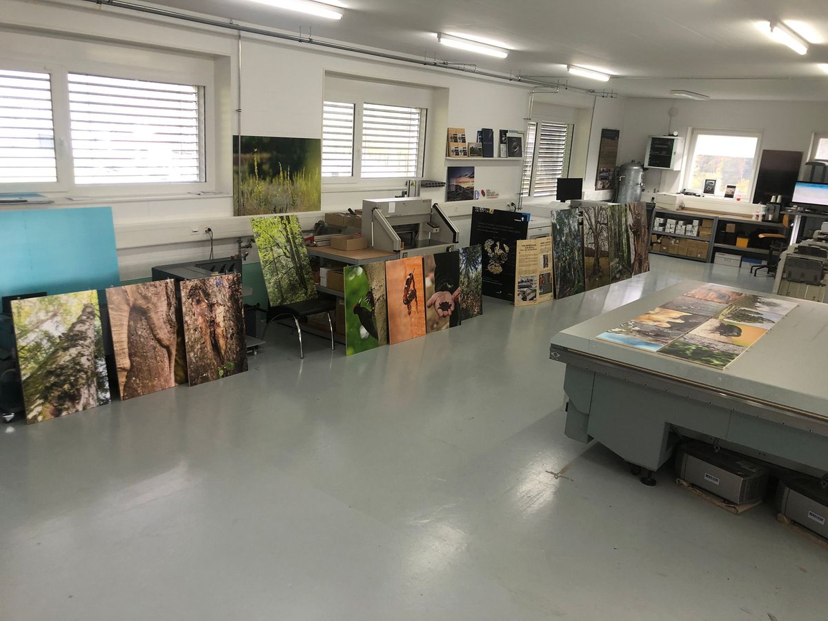 PChasseral's tweet photo. Notre expo photos sur les arbres-habitats et leurs hôtes au Festival Regards Croisés (10-12.11 à #Evologia) se finalise. Aujourd’hui, impression sur panneaux bois de nos 20 magnifiques images chez #SwissGrafik
#parcchasseral #festivalregardscroisés #valderuz #cernier #evologia https://t.co/KkUpbvkDGw