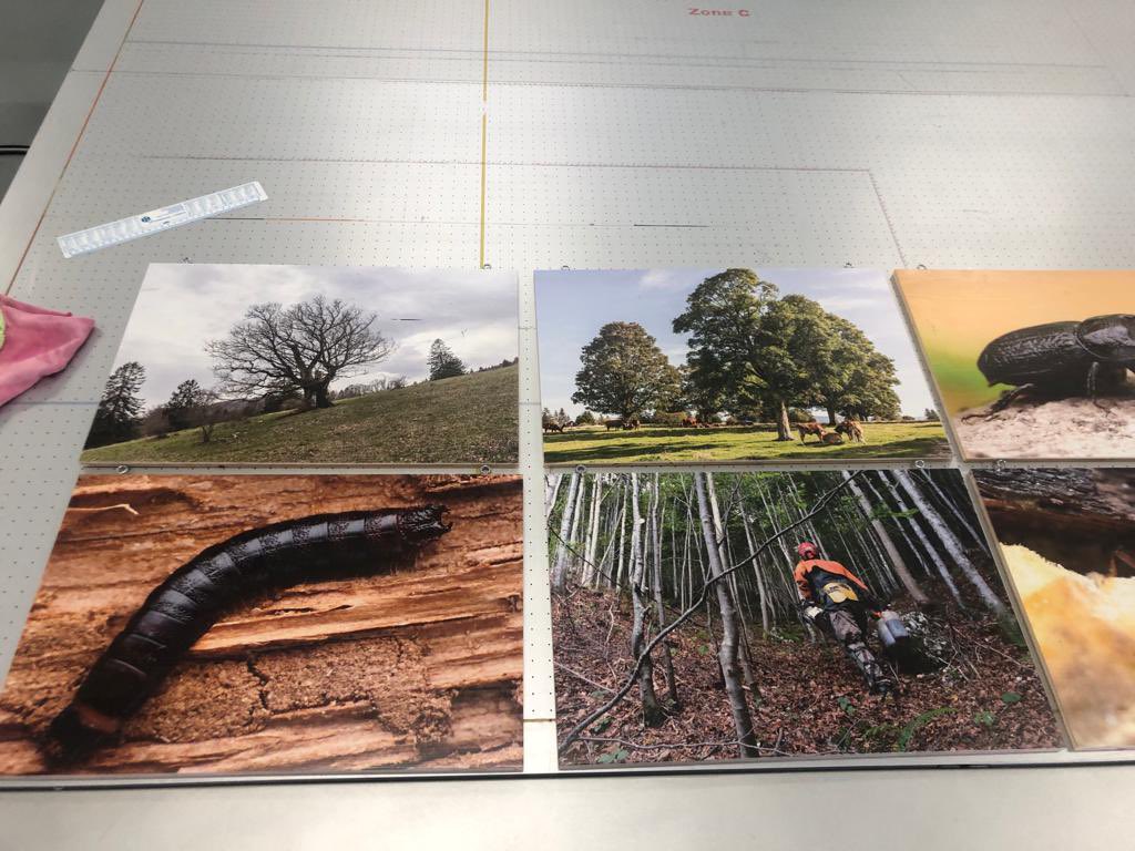 PChasseral's tweet photo. Notre expo photos sur les arbres-habitats et leurs hôtes au Festival Regards Croisés (10-12.11 à #Evologia) se finalise. Aujourd’hui, impression sur panneaux bois de nos 20 magnifiques images chez #SwissGrafik
#parcchasseral #festivalregardscroisés #valderuz #cernier #evologia https://t.co/KkUpbvkDGw