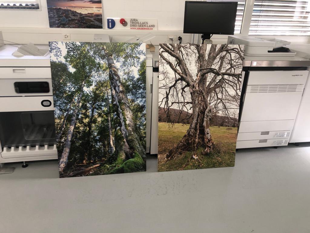 PChasseral's tweet photo. Notre expo photos sur les arbres-habitats et leurs hôtes au Festival Regards Croisés (10-12.11 à #Evologia) se finalise. Aujourd’hui, impression sur panneaux bois de nos 20 magnifiques images chez #SwissGrafik
#parcchasseral #festivalregardscroisés #valderuz #cernier #evologia https://t.co/KkUpbvkDGw