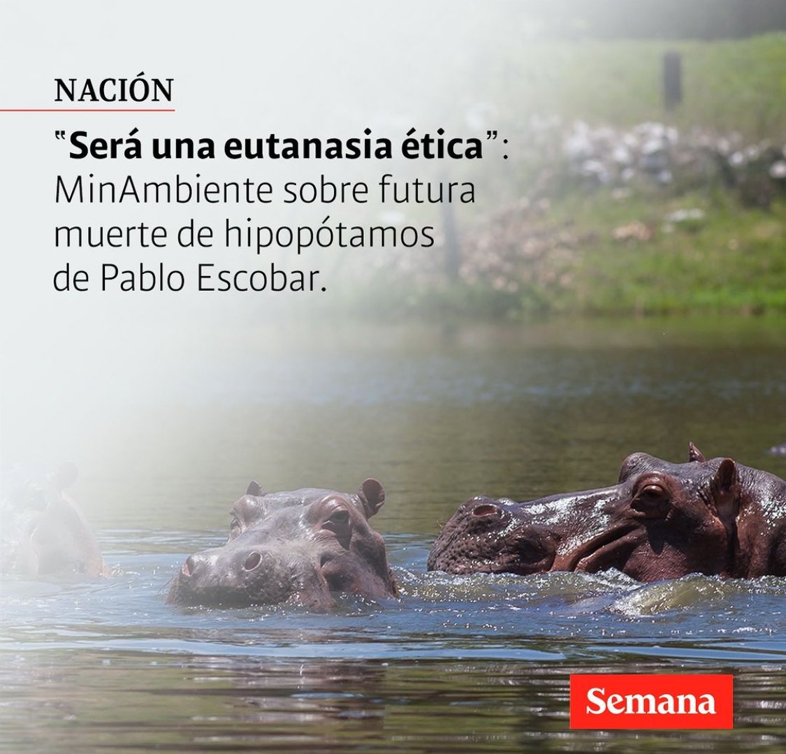 SALVARANM's tweet photo. La ministra de ambiente @susanamuhamad, pretende asesinar los hipopótamos que por desgracia trajo Pablo Escobar a Colombia.

¿Qué tal @MinAmbienteCo? ¿Acaso ellos eligieron estar acá?

¡La fauna que está en el país, así sea por desgracia, se respeta; hay más modos, no el de la sangre!

¿O es que, la visita de @FranciaMarquezM al África, si fue en realidad un capricho personal?