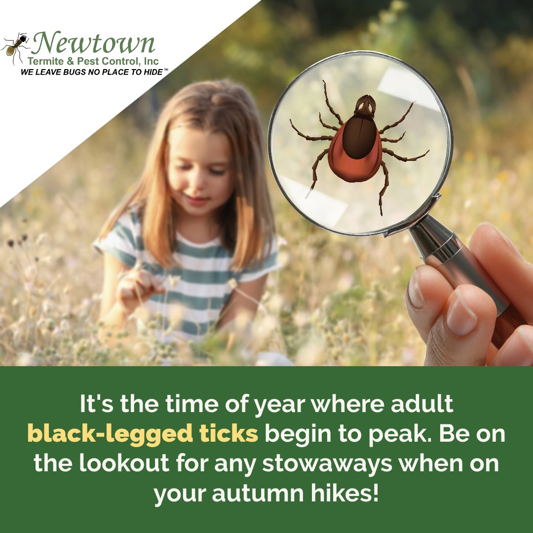 Newtown_Pest's tweet image. #BlackLeggedTicks are infamous for carrying Lyme disease, which can be life-threatening if it isn’t discovered and treated right away.
.
.
#ticks #deertick #arachnids #bloodsuckers #parasites #bugs #nature #entomology #pests #pestcontrol