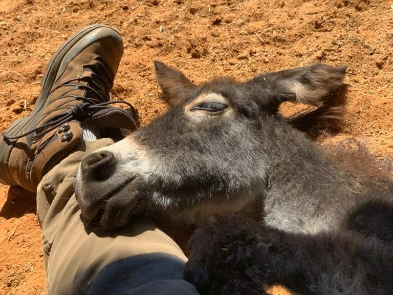 🧡 Awwwwww, cuteness overload 

💚 Safe & sound relaxing in the sun leaning on a member of our team's leg at our sanctuary in Israel 💛

 #CutenessOverload #SafeAndSound #RelaxingInTheSun #SanctuaryInIsrael #AnimalLovers #RescueAnimals #AnimalProtection #AnimalSanctuary #TeamLove