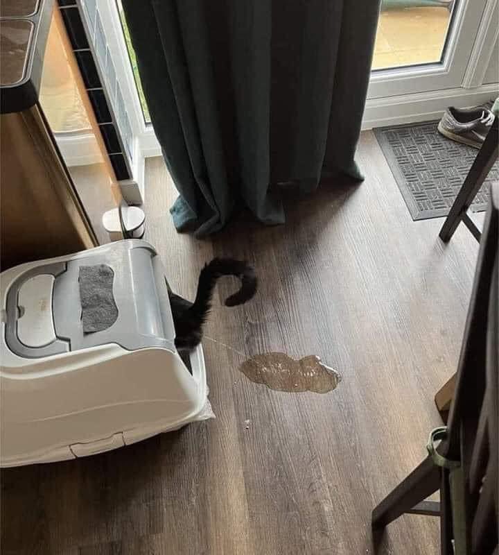 Spread__theLove's tweet photo. It's conscious but lacks skill 🙂

Have a Good Friday ☀️

 #FridayFeeling #FursuitFriday #fridaymorning #cats #catlover #FridayVibes #kitten #catsfunny #CatsOfTwitter #CatsOnTwitter https://t.co/0j4DSttWxL