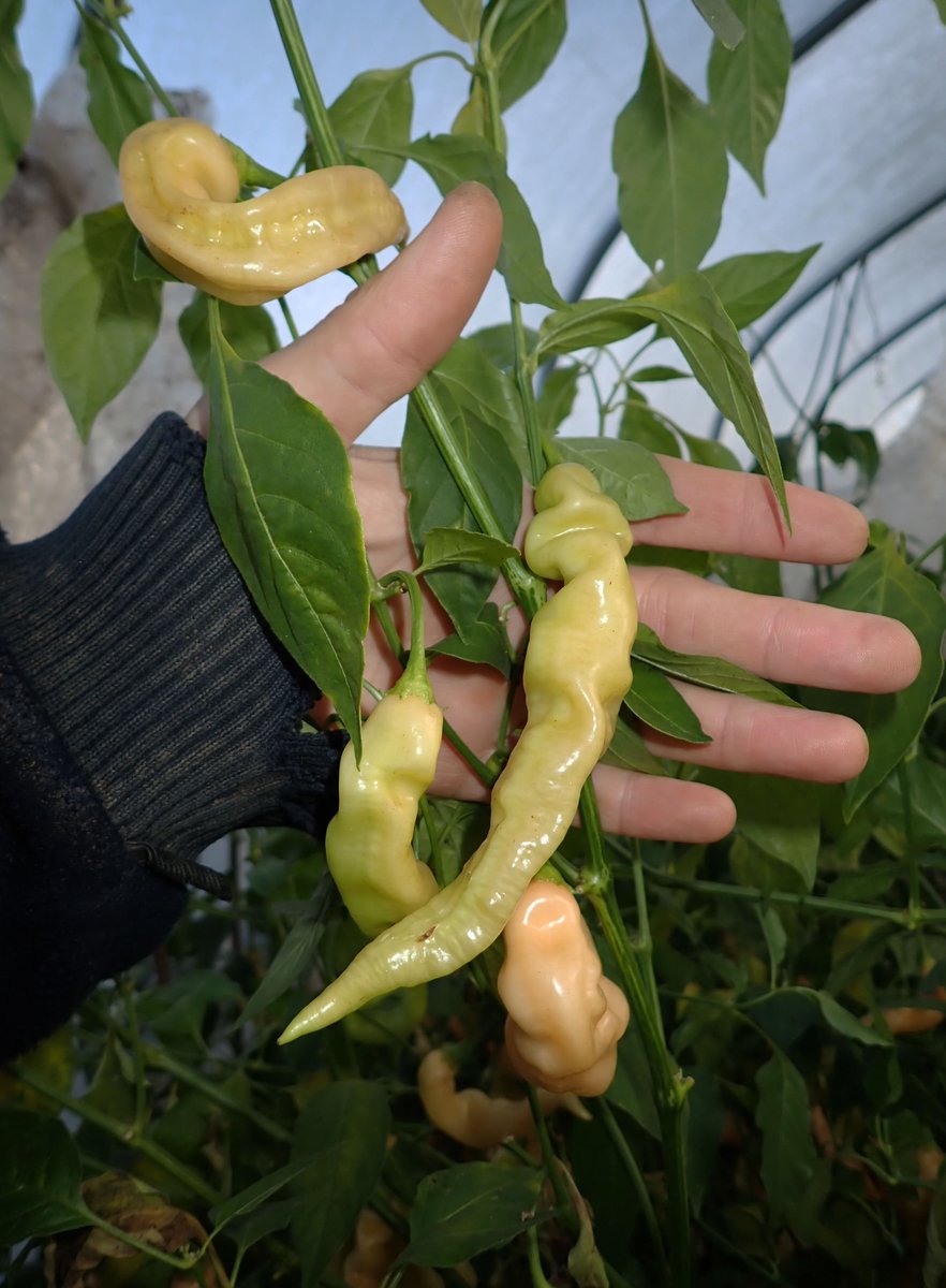 SRP whoppers in the plants re. my SRP improved size 🏴󠁧󠁢󠁷󠁬󠁳󠁿🌶️🔥 welshdragonchilli.weebly.com