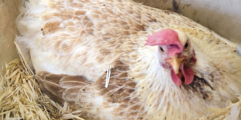 Descubre la Gallina Murciana, raza autóctona con huevos de calidad, apta para carne y huevos. Una joya de nuestra región. 🐔🥚 #GallinaMurciana"