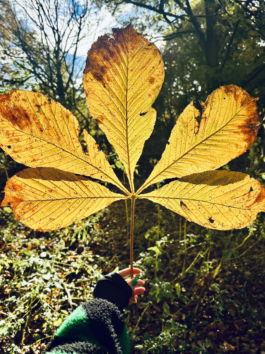 #autumn in one picture 🍂🍁☀️ @N_T_S 

#ForTheLoveOfScotland 🏴󠁧󠁢󠁳󠁣󠁴󠁿