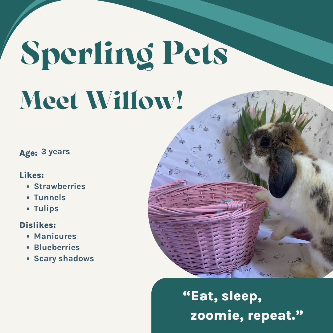 SperlingInterac's tweet image. Introducing Willow, the whimsical wonderbun who hops through the colorful world of our talented graphic designer, Julia! Willow is a fan of grand adventures, delighting in the sweetness of strawberries, the mystery of tunnels, and the elegance of tulips. 🐇🌈✨