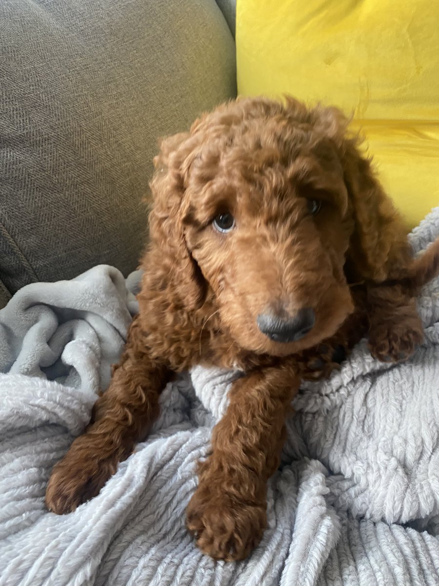 MakDayle's tweet photo. This is Goose, and I am his Aunt. https://t.co/lssawBtQSQ