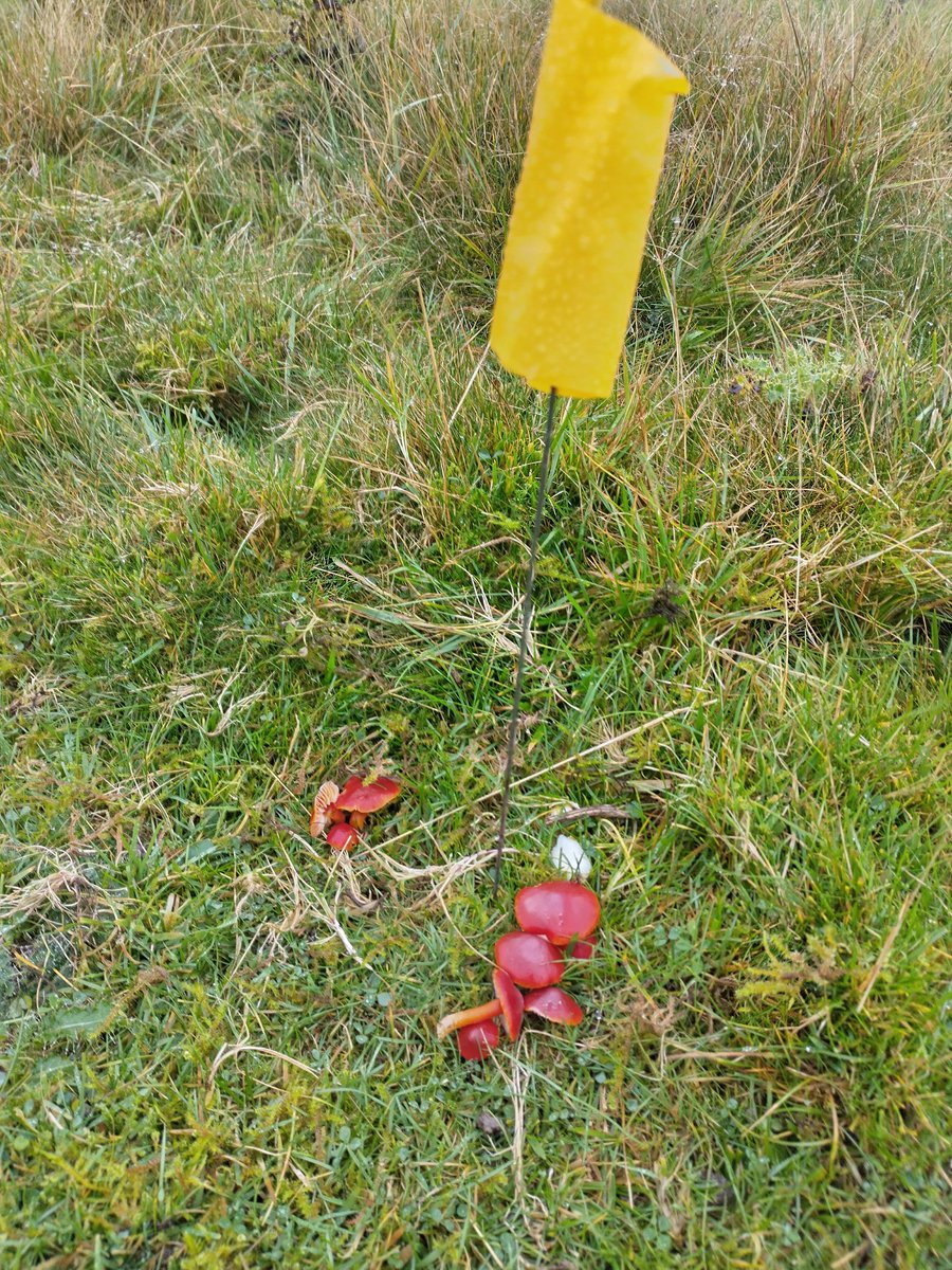 TeamNEYEDC's tweet photo. Thank you to everyone who braved the miserable weather on Tuesday to come to our #Waxcap training in the beautiful #Nidderdale AONB ⛈️
We felt, smelt, tasted and keyed our way through over twenty different #CHEGD species! 😝🍄
Find out more at:
https://t.co/NqiIteJX37 https://t.co/Jv42v5ooHy