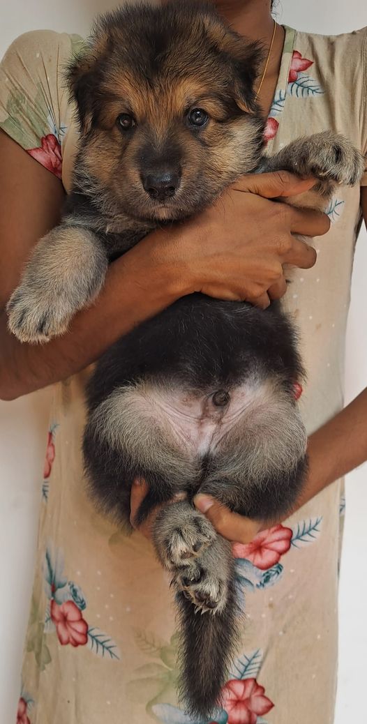 GShepherdslover's tweet photo. German Shepherd Puppies Available 📷📷
Age: 1 month ( 1 male 4 female puppies available)
Coat: Long Coat
Trained to eat
For Additional Information Dial 0765858417 https://t.co/lloHysiyYY