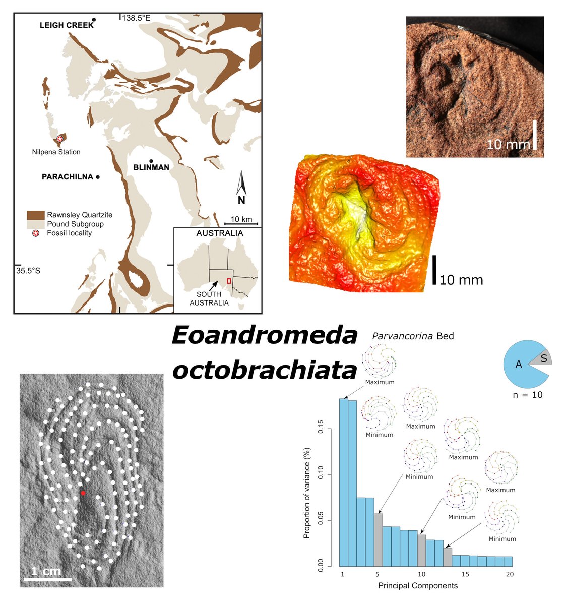Eoandromeda octobrachiata from the Flinders Ranges of S Australia: morphology &amp; ecology onlinelibrary.wiley.com/doi/10.1002/sp… <a href="/UniofAdelaide/">Uni of Adelaide</a> <a href="/SAMuseum/">South Australian Museum</a> <a href="/UCRiverside/">UC Riverside</a> <a href="/NASA/">NASA</a> <a href="/arc_gov_au/">Australian Research Council</a> <a href="/datadryad/">Dryad</a> #FossilFriday <a href="/wileyearthspace/">Wiley Earth and Space Science</a>
