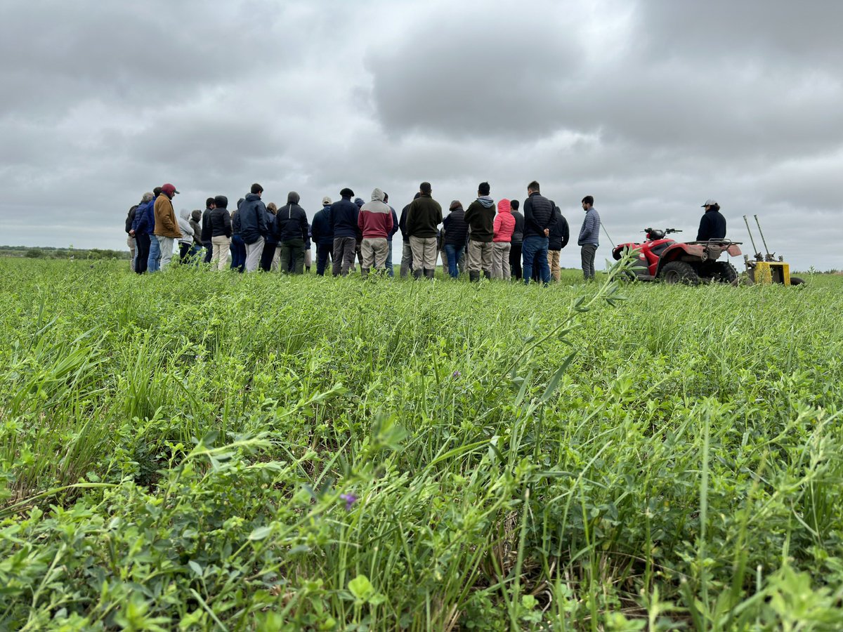 Alfalfa grupo 6 (Nobel 620) consociada con gramineas mediterráneas (Festuca med100 o Falaris mate).
Tambo El Caraguatá.
📍Entre Ríos, Argentina.