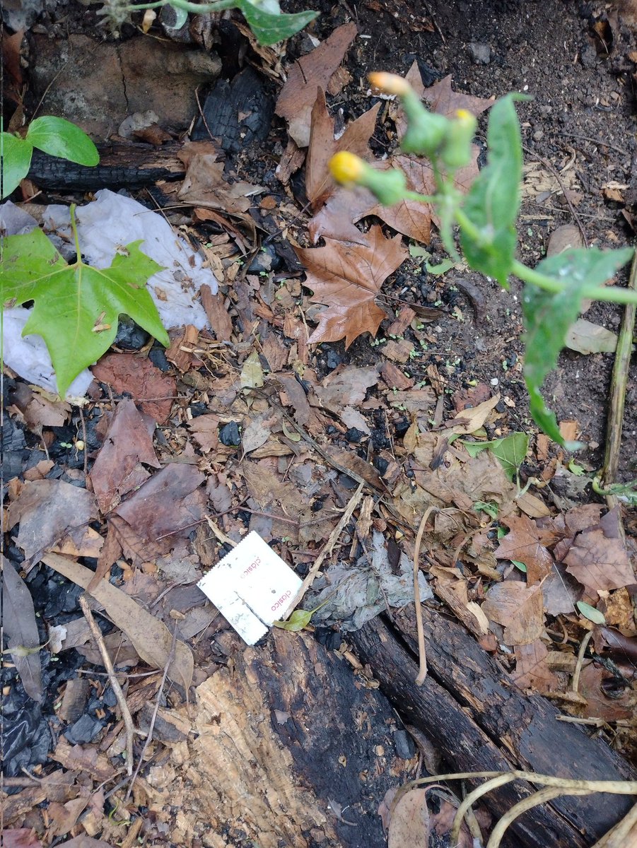 Marcelobi48's tweet image. Una pasadita por el bosque de la plata por avenida 122 parece que hubo mucha acción el que quiera conocer me avisas y está tarde vamos