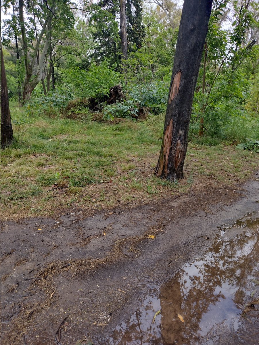 Marcelobi48's tweet image. Una pasadita por el bosque de la plata por avenida 122 parece que hubo mucha acción el que quiera conocer me avisas y está tarde vamos