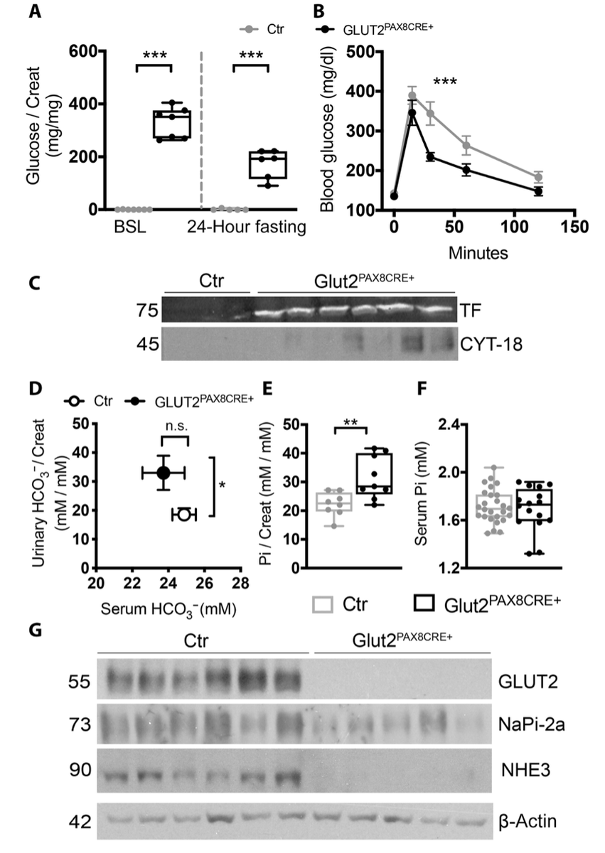 tr3po's tweet photo. 2/6 We generated a kidney specific model of FBS (#GLUT2 cKO) that show #glycosuria-driven polyuria, renal proximal tubular #acidosis, #phosphaturia and LMW #proteinuria https://t.co/T3byshcURb