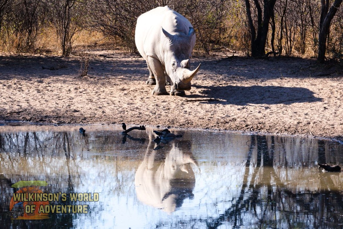 wilkinsonsworld's tweet photo. Mirror mirror on the pond, who is the fairest White Rhinoceros of them all? #reflection #mirror #animalphotography #animalwatching #AnimalTwitter #twitteranimals #animalpics #wildlife #AnimalsSpottedIn2023 https://t.co/8h0PDcga3m