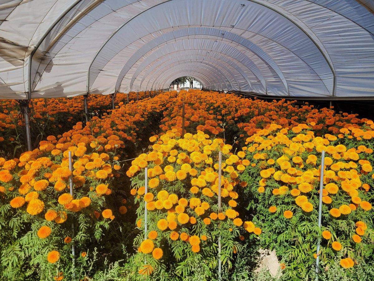 Marigolds make it from the fields to our  #DiaDeLosMuertos altars thanks to the hard work of farm workers. Workers in this Moorpark CA field labor 12-15 hours a day during this short one month harvesting season. #WeFeedYou