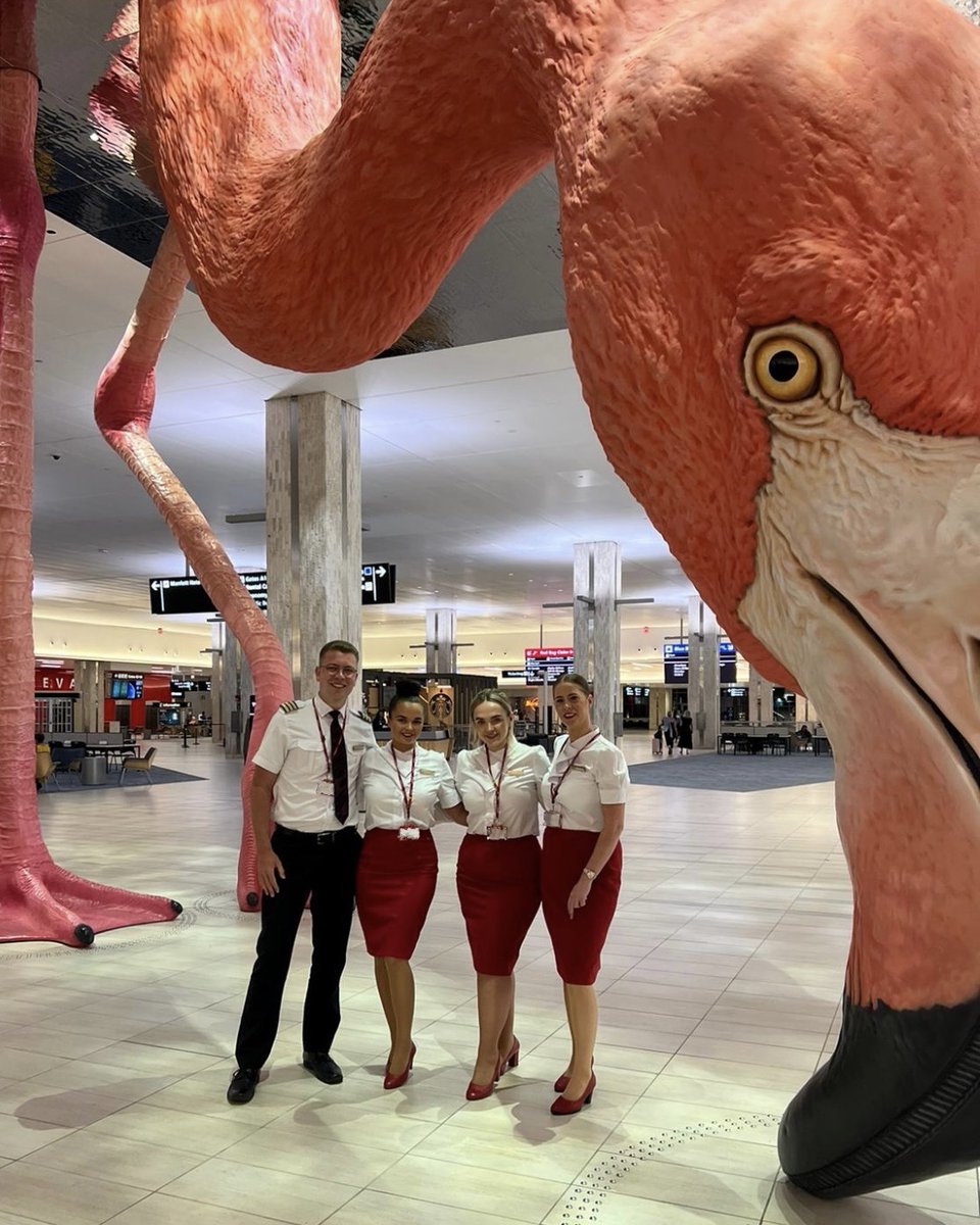 Name a bigger flamingo.. 🦩 1 wonderful year of Phoebe (the flamingo) and @FlyTPA - here’s to a sunshine state of mind.