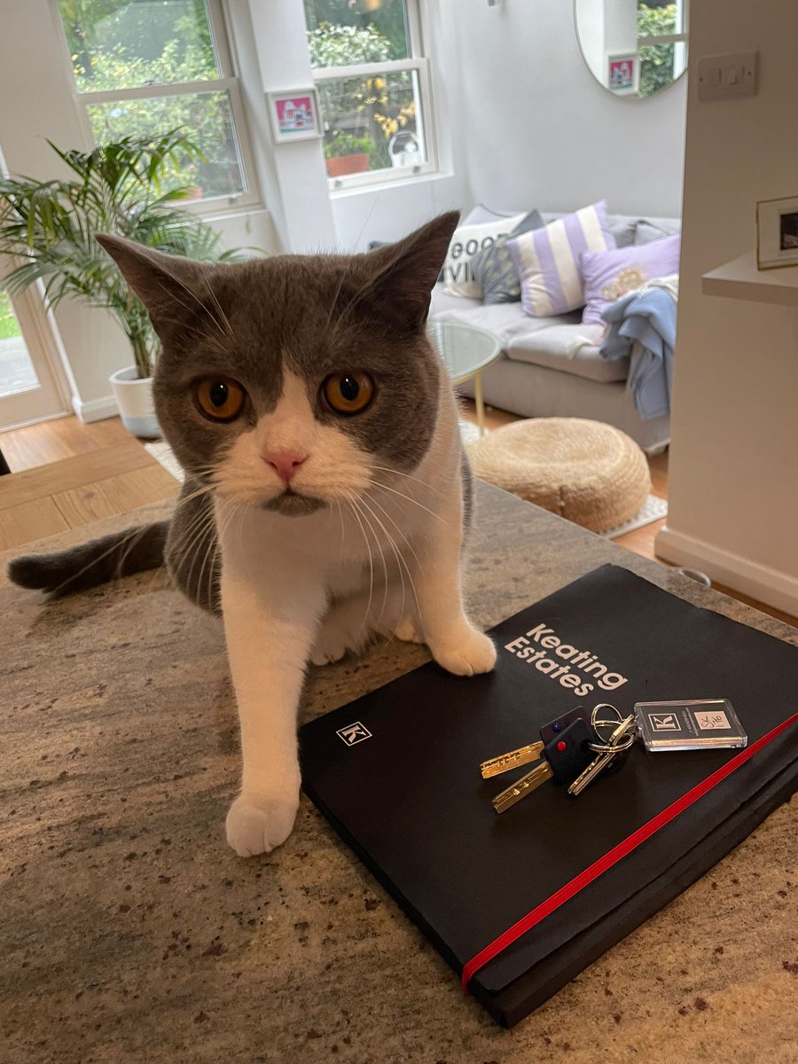 Happy Friday from Dave the Cat🐱