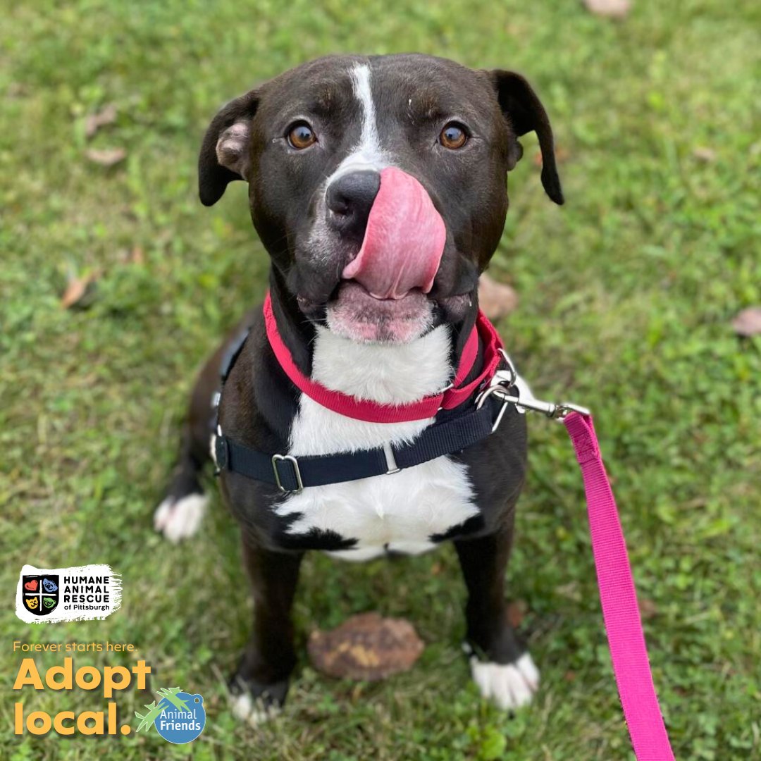 HARPSavesLives's tweet image. Meet Donald! He takes treats like a gentleman, enjoys puzzle games, &amp;amp; loves fetch!  Donald is about 1 year old and is currently waiting for his forever home at our East Side Shelter! HARP &amp;amp; @Animal_Friends encourage you to #adoptlocal! 

Meet Donald: bit.ly/46WV854