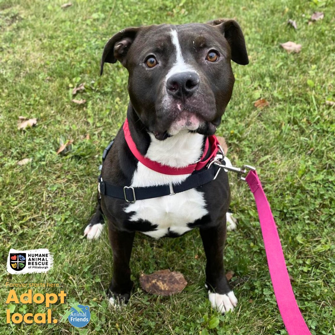 HARPSavesLives's tweet image. Meet Donald! He takes treats like a gentleman, enjoys puzzle games, &amp;amp; loves fetch!  Donald is about 1 year old and is currently waiting for his forever home at our East Side Shelter! HARP &amp;amp; @Animal_Friends encourage you to #adoptlocal! 

Meet Donald: bit.ly/46WV854
