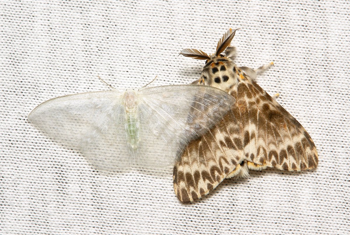 sinobug's tweet photo. Nice try Mr. Tussock, but you picked the wrong buddy to hide behind!
L: Drepanid #Moth, Ditrigona cf. pruinosa, Drepanidae
R: Male Rosy Tussock Moth, Lymantria mathura, Lymantriinae, Erebidae
https://t.co/OddkBvZzwT
#insect #China #Yunnan #Lepidoptera #entomology #itchydogimages https://t.co/1oOm7lrvKN
