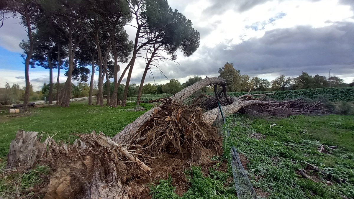 Barajas_en_Bici's tweet photo. La borrasca derriba tres pinos de grandes en la vía pecuaria #ArcoVerde #DistritoBarajas. Uno ha caído sobre el camino y dos sobre la valla de aeropuerto https://t.co/lm8afeoxzf