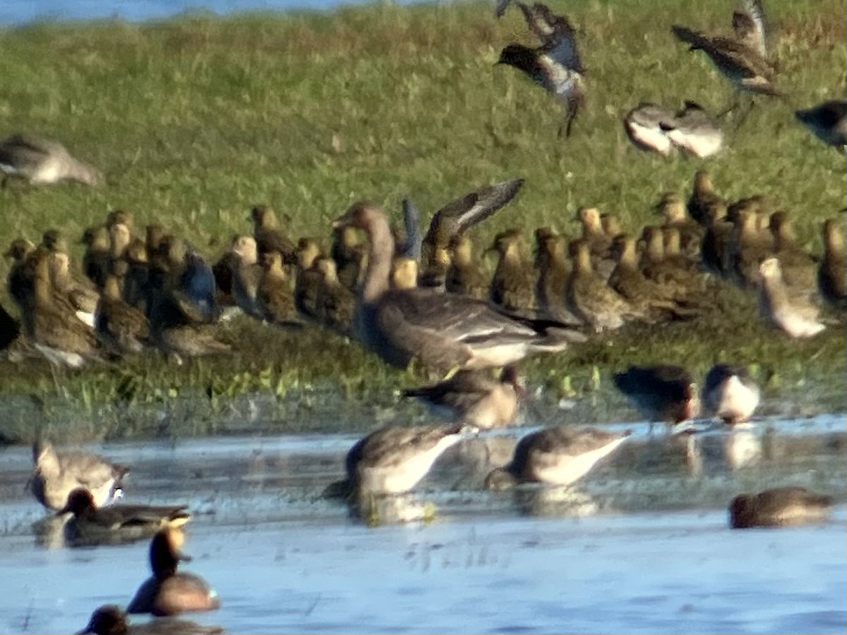 cianbirder's tweet photo. Ruff, juv Merlin, juv pink-footed goose and juv/first-winter and adult whopper swan at Cahore marsh, Wexford today. #patchbirds https://t.co/UjRhMGOkOK