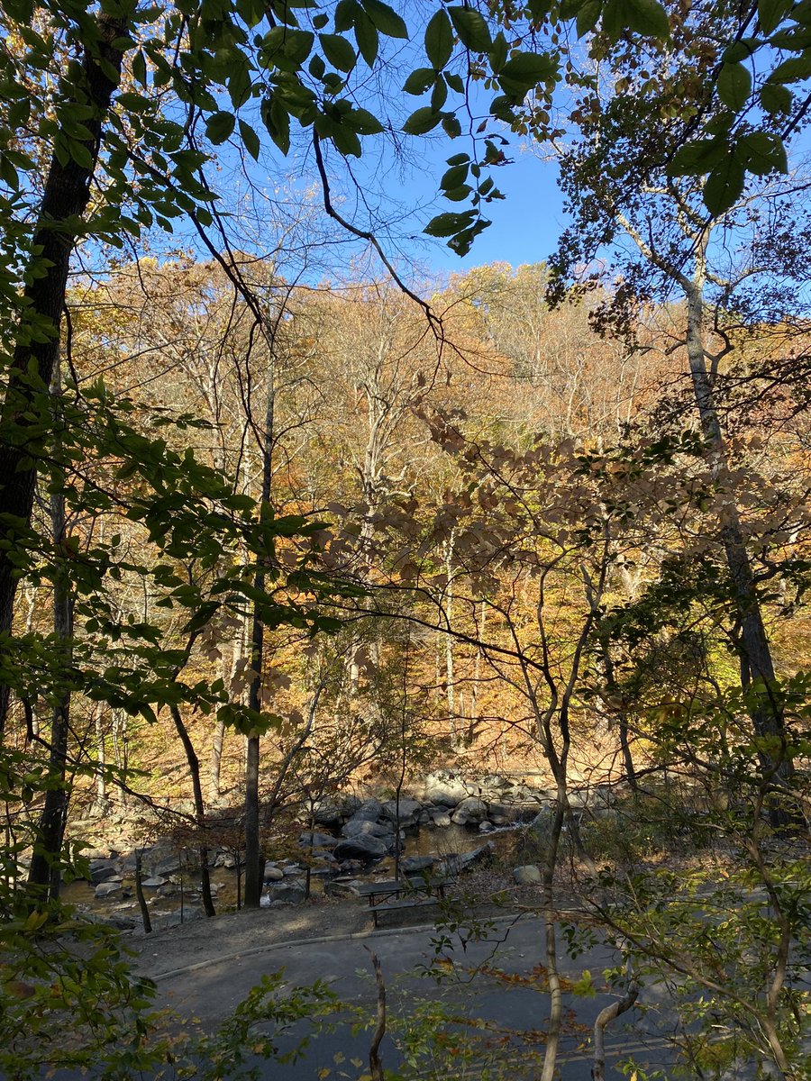 UrbanAdvSquad's tweet image. #OverheardAtTheSquad: “Look up at the trees from this angle, it’s so beautiful!” #ThirdGrade #ThisIsOutdoorLearning #RockCreekPark