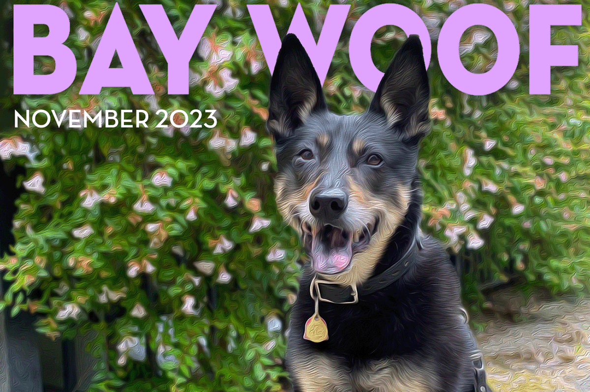 Bay Woof Foundation tweet media