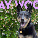 Photo by Bay Woof Foundation (@BayWoof)