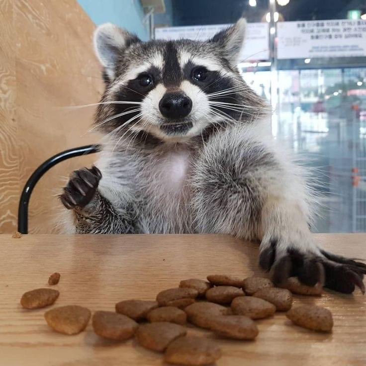raccoonhourly's tweet photo. https://t.co/faKzx79BBQ