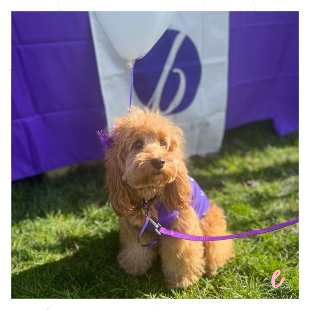 ElleMediaLab's tweet image. Team Elle happily supports their clients - especially when they are local and we can physically get to their events!

Bravo to one of our most exceptionally talented clients @bdentalspa

SWIPE Left to see more photos from Norwood Community Day.

#clientevents
#bdentalspa