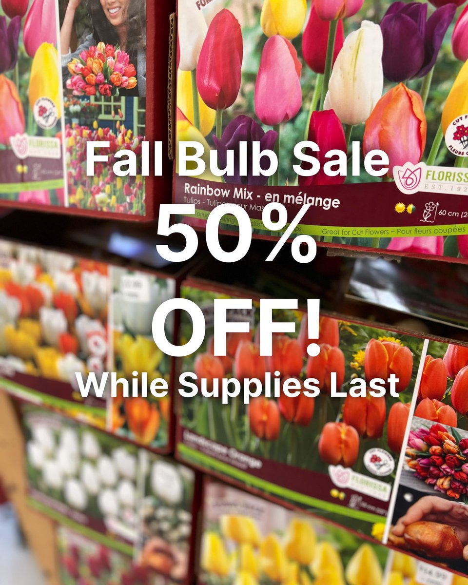 Plant Now
Save Now
Enjoy next Spring.

All Bulbs are 50% Off!