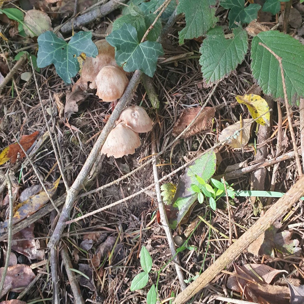 A gorgeous #Autumn walk yesterday with Praxis Care Connects 😍 We saw some fantastic fungi along the way which is a great sign for biodiversity in the park 
#environment #biodiversity #autumn #fungi #nature #park #outdoors #EnvironmentalEducation