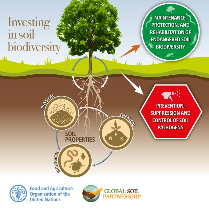 UNBiodiversity's tweet photo. 🔍 Explore how #SoilBiodiversity shapes the chemical, biological, and physical properties of #Soil 👉🏿👉🏿👉🏿 https://t.co/QISiOAsOkb
@UNBiodiversity @theGSBI #SoilHealth

Via @FAOLandWater https://t.co/Hr4lBz8qfX