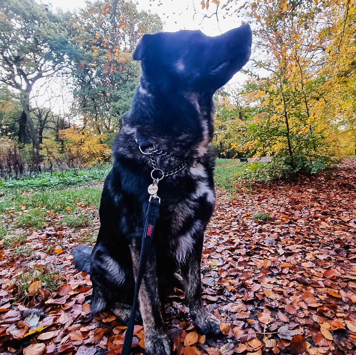 cellostudio's tweet photo. Love autumn mornings with the doggos https://t.co/0c3fM3r8Q2