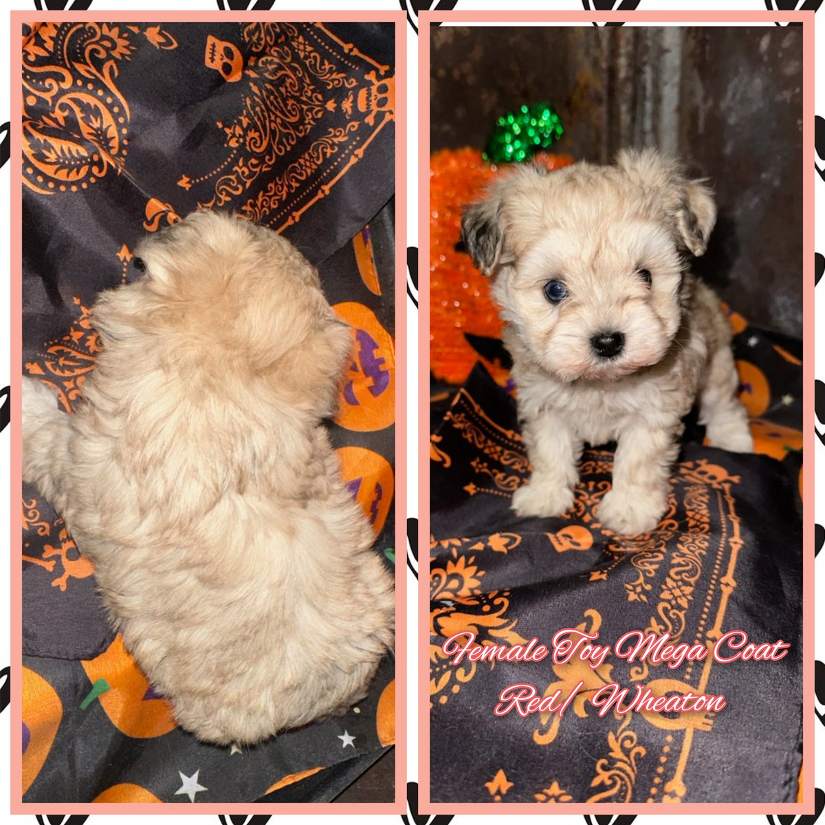 Stacysangel's tweet image. These Furr Babies are ready to find their new homes! #puppies #minischnauzer # cute #cutevideo #funnyvideo #toypuppies
Please PM or Contact 
heart2heartschnauzers.com 
918-297-5600