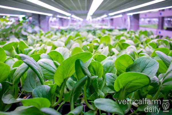 Vertical Farm Daily (@vfdaily) on Twitter photo Southeast Asia: Navigating through a competitive market <a href="/APACAgriFood/">@APACAgriFood</a> <a href="/EquilibriumCap/">Equilibrium</a> <a href="/YesHealthGroup/">YesHealth Group</a>
verticalfarmdaily.com/article/957409… Southeast Asia: Navigating through a competitive market <a href="/APACAgriFood/">@APACAgriFood</a> <a href="/EquilibriumCap/">Equilibrium</a> <a href="/YesHealthGroup/">YesHealth Group</a>
verticalfarmdaily.com/article/957409…