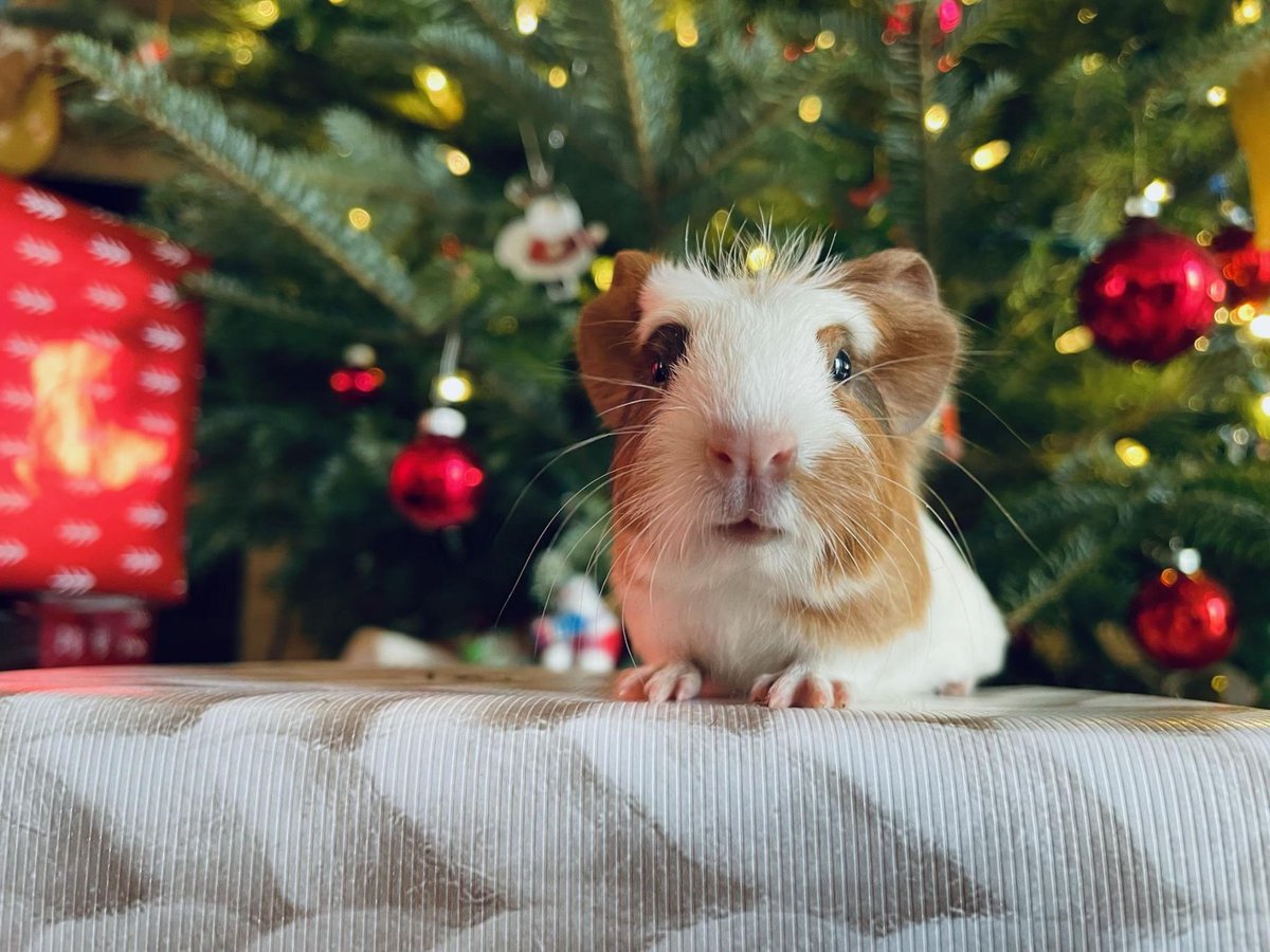 Happy Howl-idays! Our Shelter Services, including Adoptions, will close at 3 p.m. on Sunday, December 24, 2023 - and all HSBV services will be CLOSED on Monday, December 25, 2023. Wishing you all a safe and happy holiday season! 💙❄️⛄️