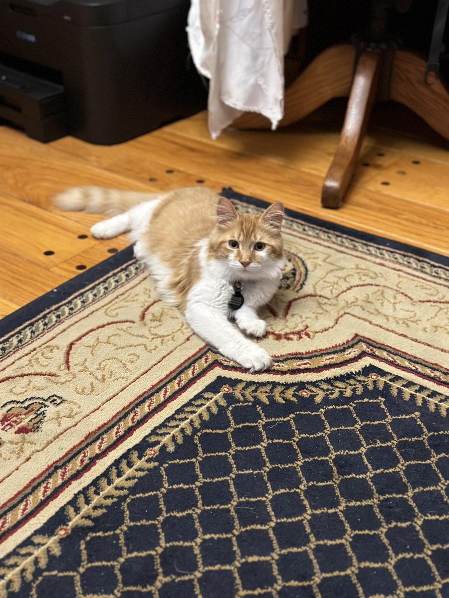 CrittersofH's tweet photo. And Buzz &amp; Fluffster are being cute again!!!! 
  @DinahLewisTayl1 #CatsOfTwitter #Caturday #meow #purr #ittybittybuzz #adoptdontshop #Caturdayeve  #whiskerswednesday  #kittens #catnap #buzz #KittenLove #fluffster #tongueouttuesday #grooming https://t.co/VPq6Luq752