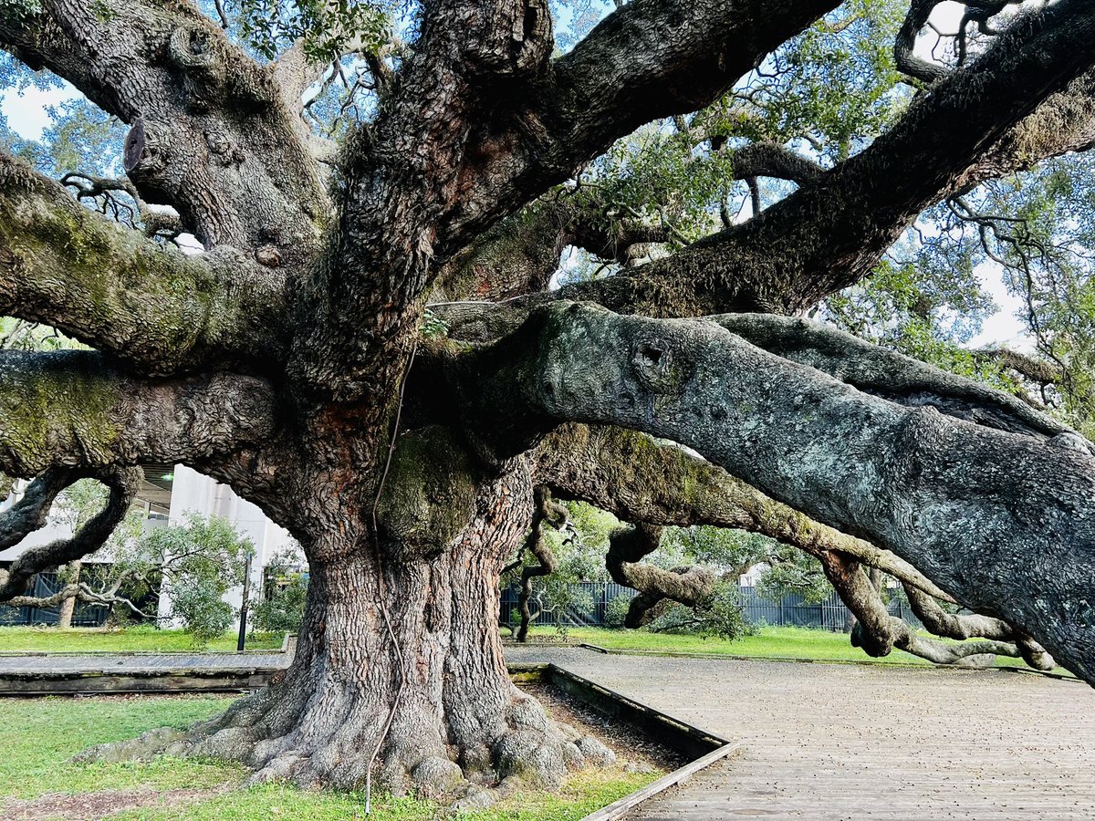 Finally saw the Treaty Oak in Jacksonville, Florida. Been on my #travel wish list for years. She is magnificent. #OnlyinJax