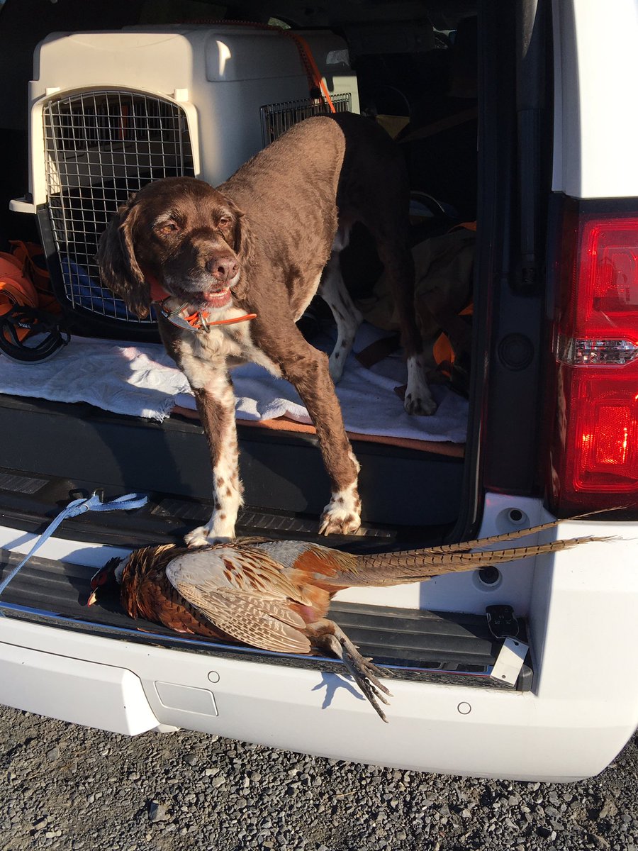 Out yesterday afternoon.  Chance with the new goggles and 1 bird.  #brittanyspaniel #huntingdog #gundog #rexspecs