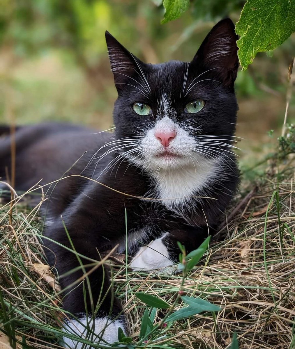 #CatOfTwitter